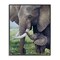Stupell Industries Baby Elephant And Mother Framed Giclee, design by James Corwin